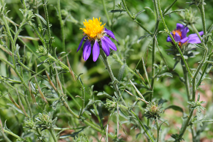 Mesa Tansyaster blooms from March to November following monsoon rainfall. Machaeranthera tagetina